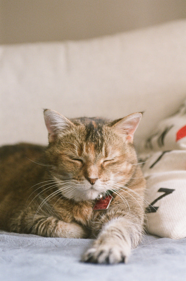 Cats